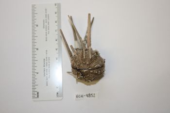 Media type: image;   Invertebrate Zoology ECH-4852 Description: Preserved specimen.;